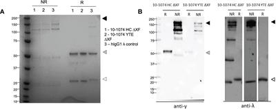 Improving the efficacy of plant-made anti-HIV monoclonal antibodies for clinical use